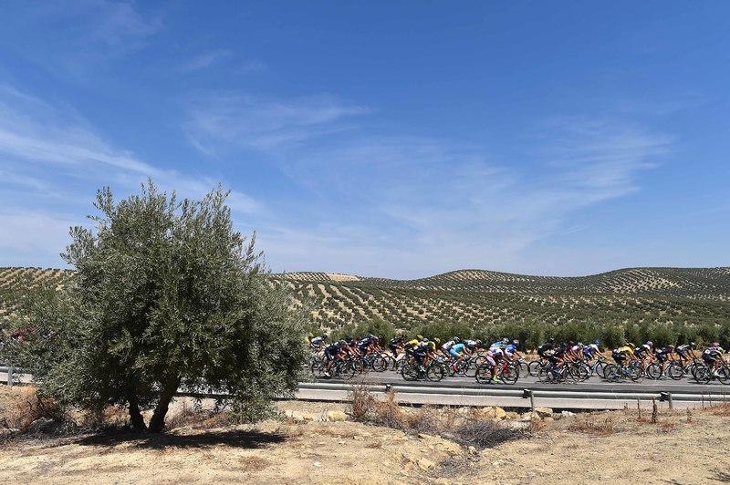 Vuelta a España - stage 6 - Cycling: 70th Tour of Spain 2015 / Stage 6
Illustration Illustratie/ Peloton Peleton/ Landscape Paysage/ Olive tree/
Cordoba - Sierra de Cazorla (200,3Km)
Rit Etappe / Vuelta Tour d'Espagne Ronde van Spanje /(c)Tim De Waele 